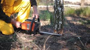 Best Tree Risk Assessment  in St Clair Shores, MI