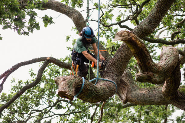 Trusted St Clair Shores, MI Tree Care Experts