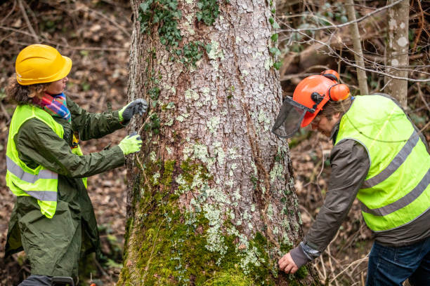 How Our Tree Care Process Works  in  St Clair Shores, MI